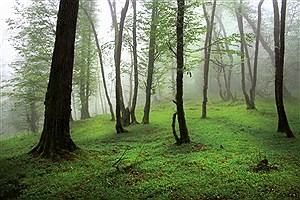 دلیل ممنوعیت ورود به جنگل‌های مازندران چیست؟