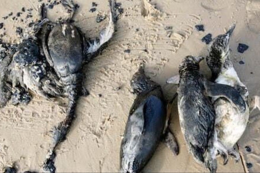 تصویر کشف لاشه صدها پنگوئن‌ در سواحل اروگوئه