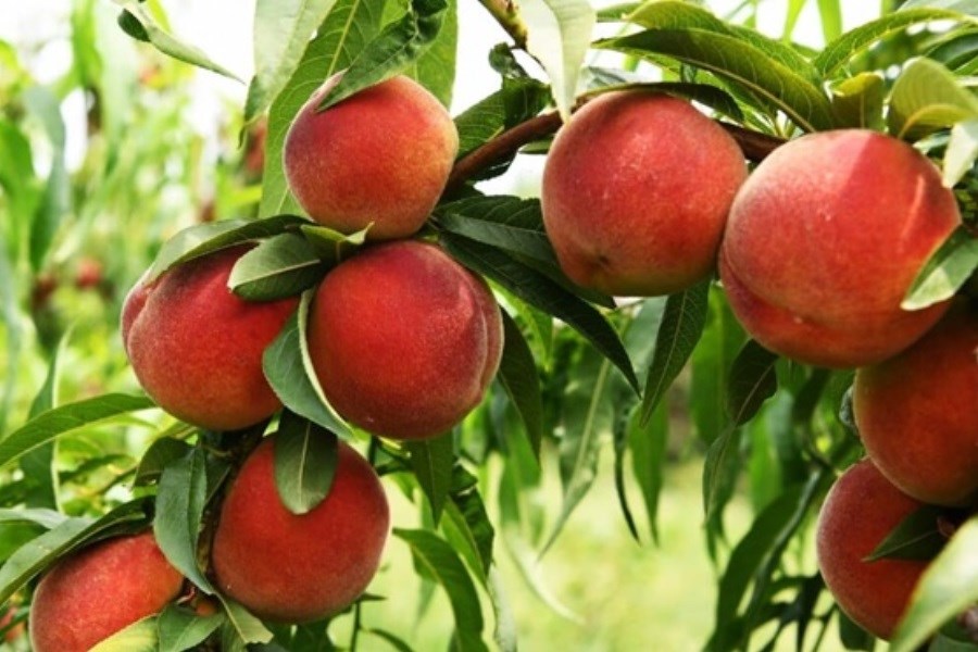 تصویر از بینایی تا قلب؛ چرا باید هلو را در رژیم غذایی خود بگنجانید؟