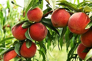 از بینایی تا قلب؛ چرا باید هلو را در رژیم غذایی خود بگنجانید؟