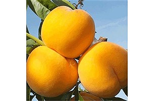 چرا میزان باردهی نهال میوه در فصل‌های مختلف متفاوت است؟