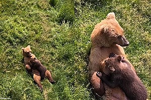 ویدئویی جالب از شیر دادن یک خرس مادر به بچه‌اش