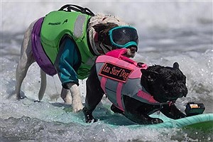تصاویر جالب و دیدنی از مسابقات جهانی موج سواری سگ‌ها&#47; ببینید