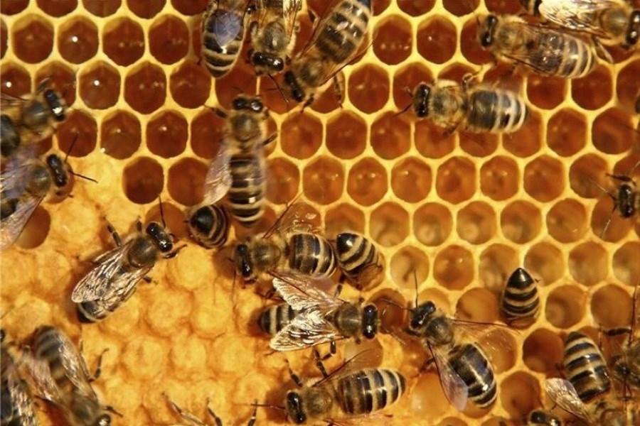 تصویر لحظه پراسترس جدا کردن موم طبیعی از کندوی زنبورهای عسل&#47; ببنید
