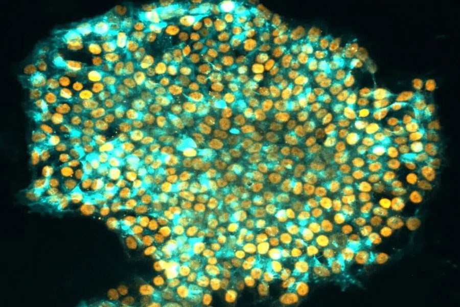 تصویر ابداع روشی جدید برای تقلید خصوصیات سلول‌های بنیادی جنینی