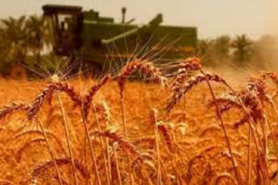 تولید گندم در کشور چقدر رشد خواهد کرد؟