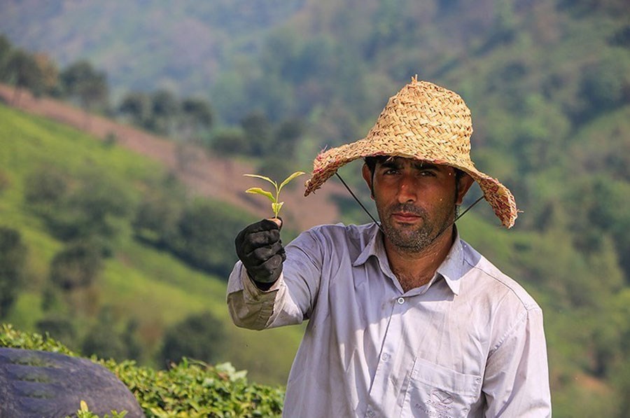 افزایش 50 درصدی تولید چای