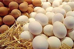تخم مرغ در میادین کمتر از نرخ مصوب عرضه می‌شود