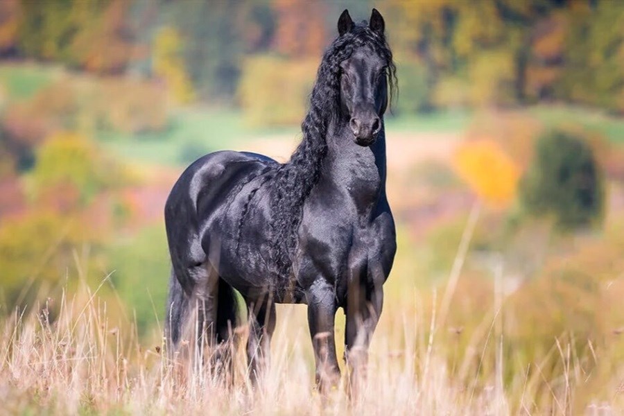 تصویر زیباترین حیوان جهان؛ این اسب از افسانه‌ها آمده!