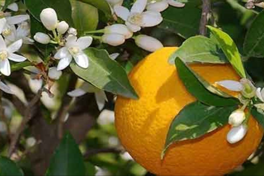 پیگیری برای ثبت جهانی گل مریم و پرتقال دزفول شروع شده است