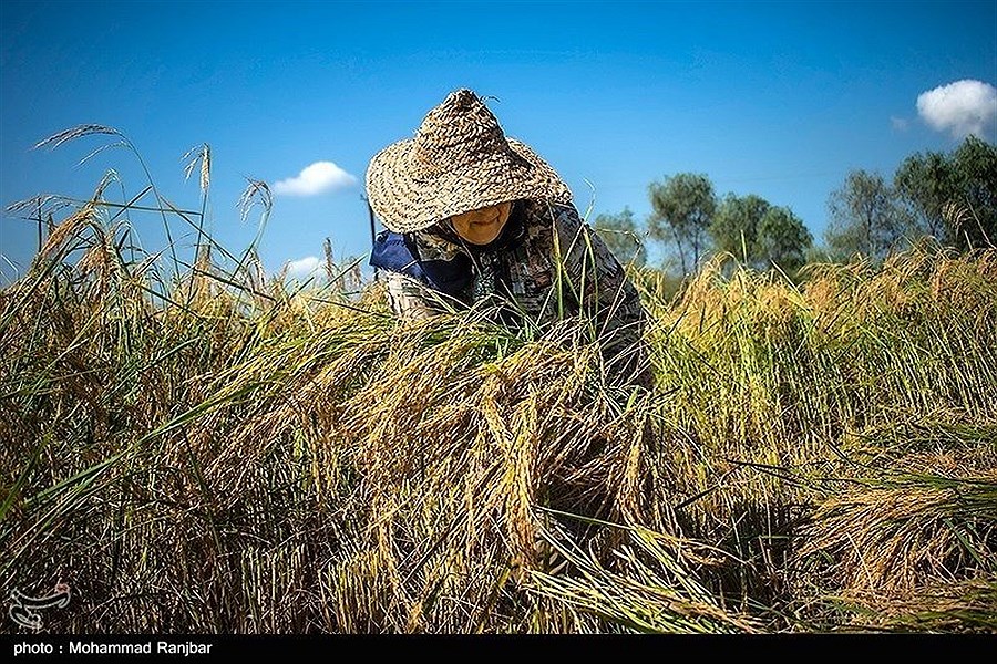 برداشت برنج در استان گیلان به روایت تصویر