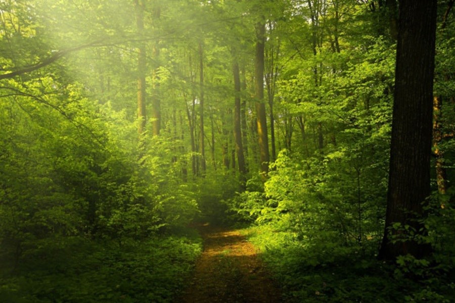 بخش ثبت‌شده «جنگل‌های هیرکانی» گسترش یافت