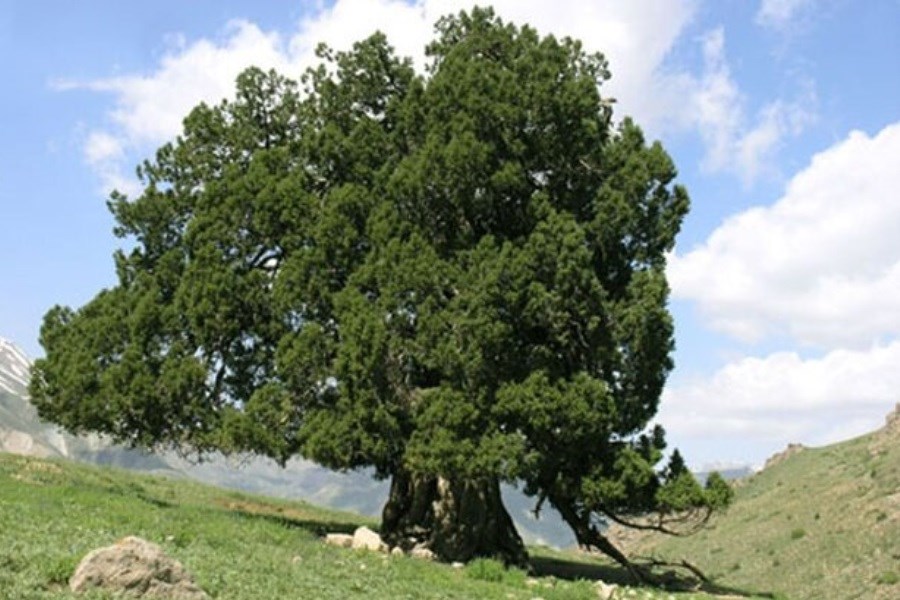 طرح میراث فرهنگی برای حفاظت از درختان کهنسال البرز