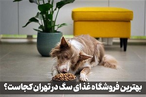 بهترین فروشگاه غذای سگ در تهران کجاست؟