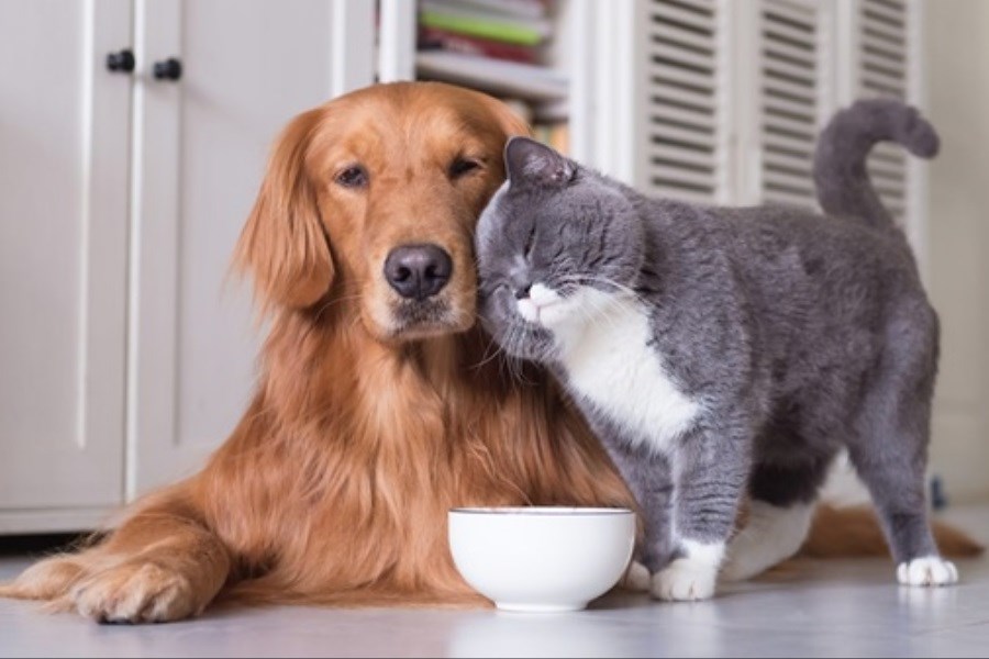 تصویر بهترین برندهای غذای سگ و گربه را بشناسید