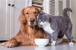 تصویر  بهترین برندهای غذای سگ و گربه را بشناسید
