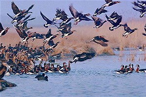 تالاب زریوار؛ بهشت پرندگان اروپا و آسیا