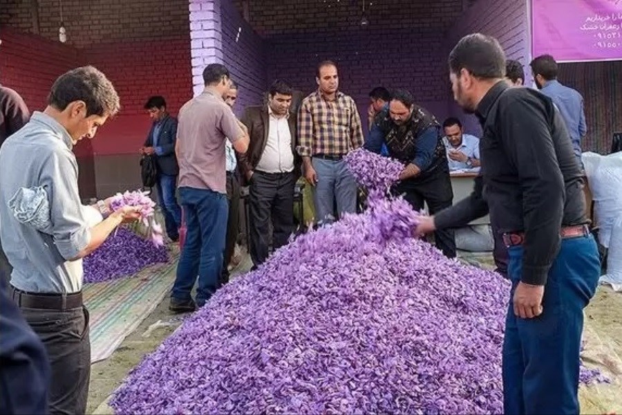 راه اندازی بازارچه خرید گل زعفران در فاروج