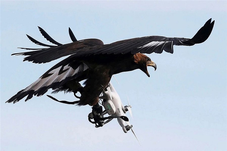 تصویر لحظه دزدیدن پهپاد در حال پرواز توسط عقاب&#47; ویدئو