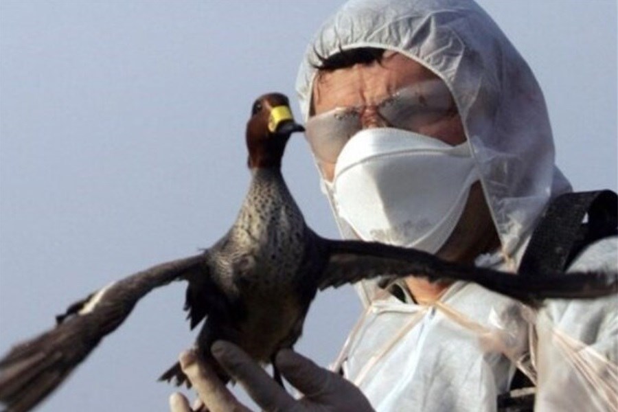 برگزاری رزمایش عملیات فوری مهار آنفلوآنزای فوق حاد پرندگان در اهواز