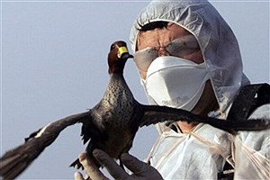 برگزاری رزمایش عملیات فوری مهار آنفلوآنزای فوق حاد پرندگان در اهواز
