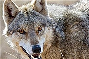 نجات یک گرگ خاکستری در همدان