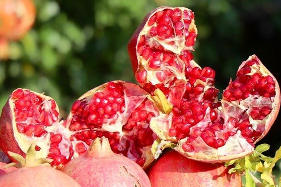 تصویر این میوه پاییزی در بدن شما معجزه می‌کند