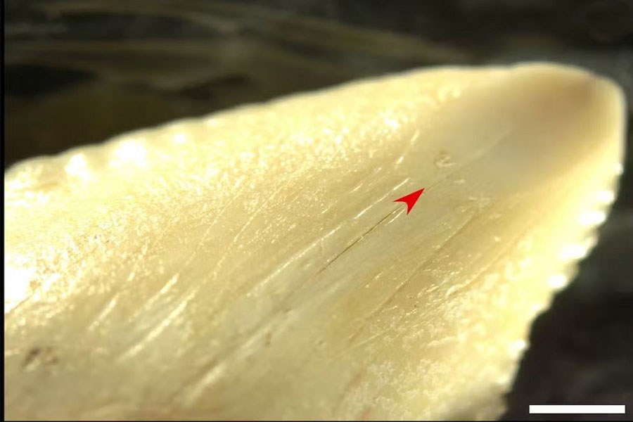 یک کشف باورنکردنی؛ چاقوی 7 هزارساله از جنس «دندان کوسه»+تصاویر