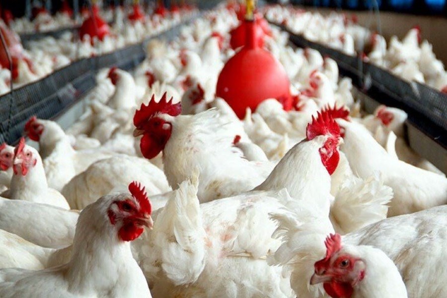 جدیدترین تغییرات قیمت مرغ در میادین