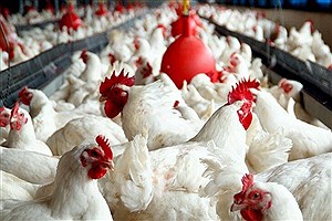 ارسال ۸۰۰ تن مرغ مازاد بر مصرف لرستان به سایر استان های کشور