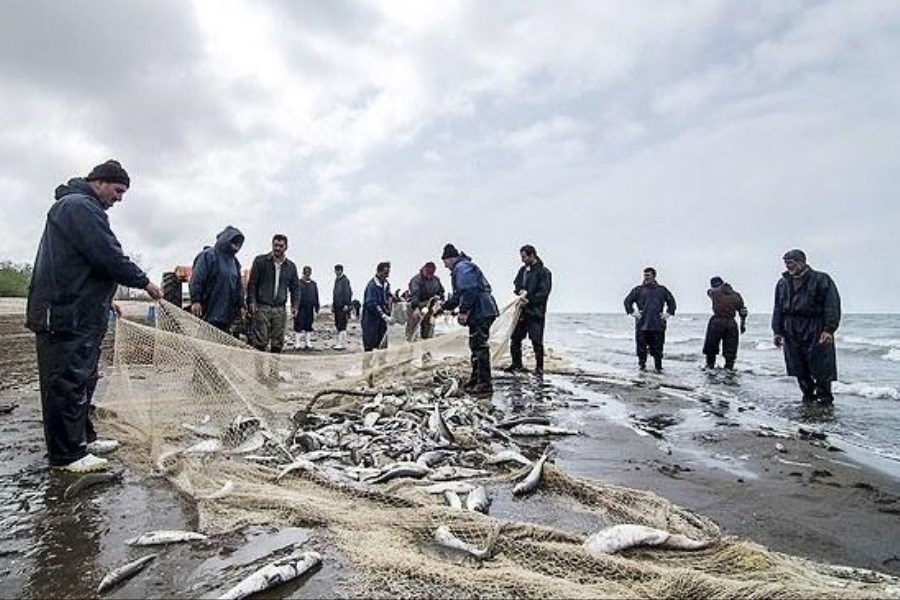 تصویر وضعیت خوب صید ماهی دریایی امسال در مازندران