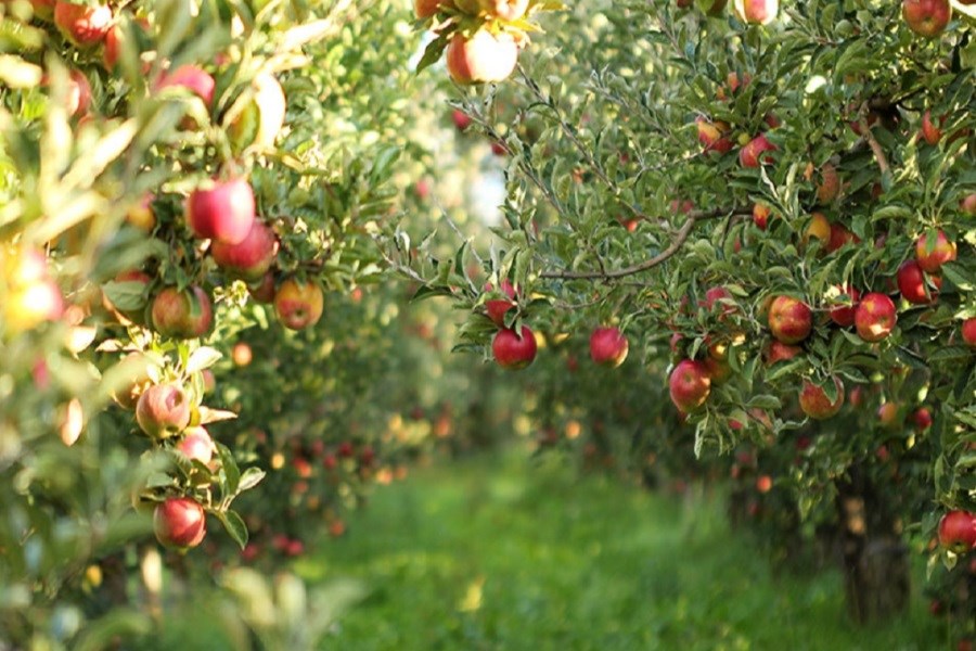 شایعه فاسد شدن سیب های آذربایجان غربی
