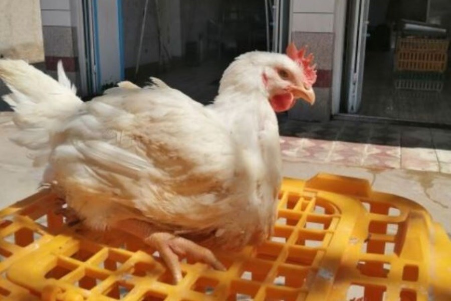تصویر خطر انتقال آنفولانزای فوق حاد پرندگان از طریق مرغ زنده به مصرف کنندگان