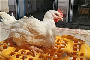خطر انتقال آنفولانزای فوق حاد پرندگان از طریق مرغ زنده به مصرف کنندگان