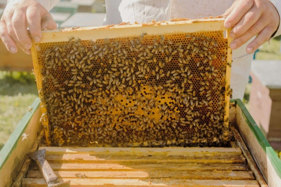 تصویر تولید سالانه بیش از ۳ هزار تن عسل از کندوهای استان لرستان