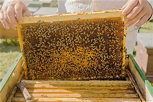 تولید۴۵۰ تن عسل در سال توسط زنبورداران بومی و مهاجر شهرستان جم