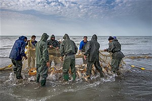 صید ۱۶۷ تن انواع ماهیان استخوانی در گیلان