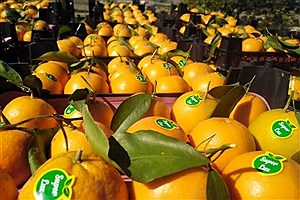 ذخیره سازی میوه های شب عید در مازندران