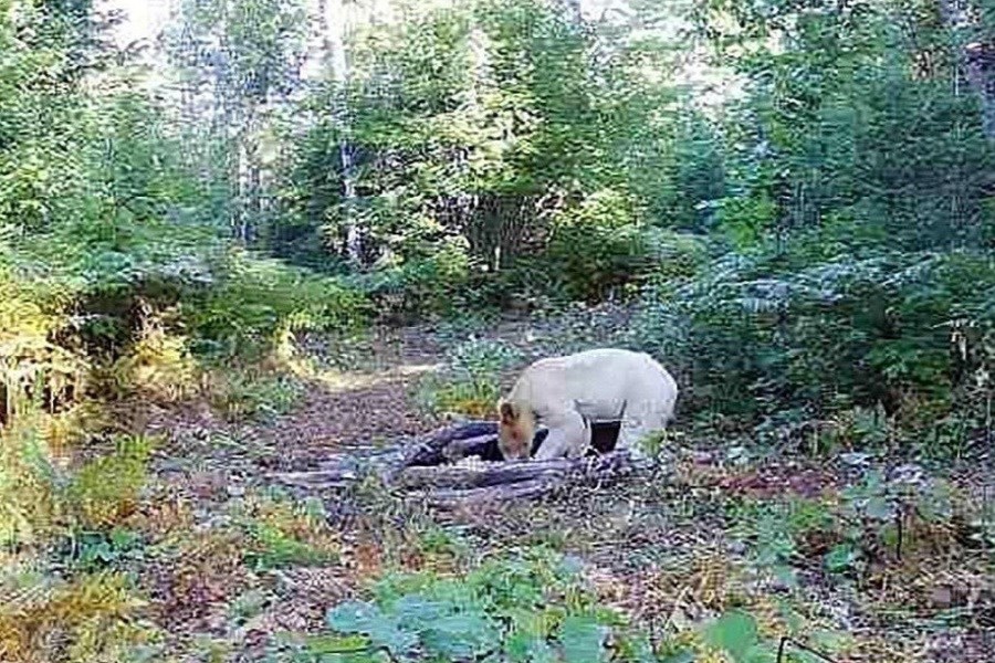 تصویر مشاهده خرس سفید در جنگل‌های مازندران