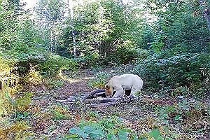 مشاهده خرس سفید در جنگل‌های مازندران