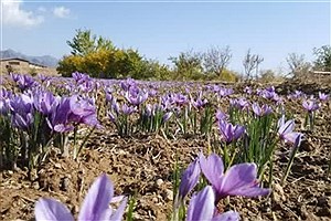 پیش بینی تولید ۲۵۰ تن زعفران در سال جاری