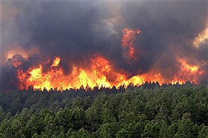 جنگل سراوان رشت دچار آتش سوزی شد