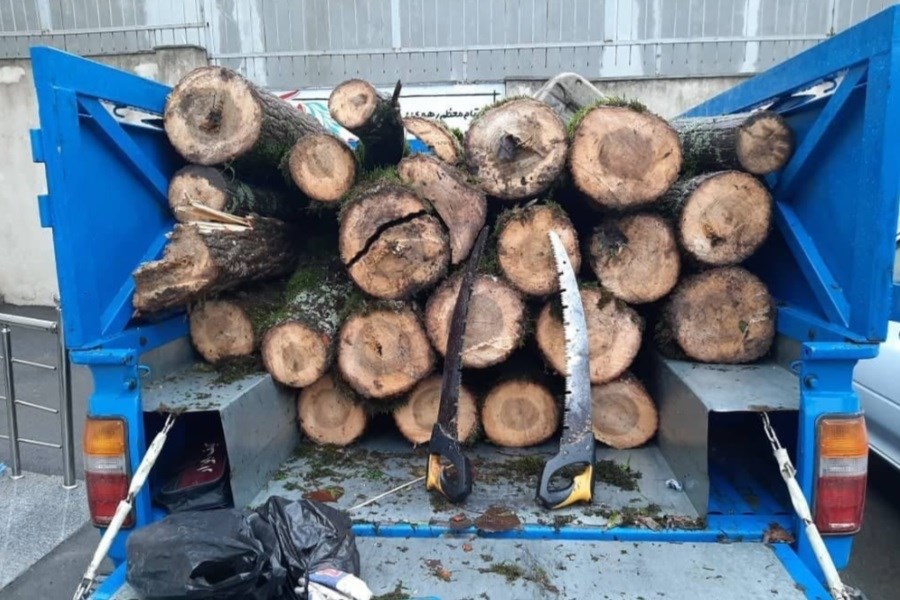 ۵ تن چوب جنگلی قاچاق در نور کشف شد