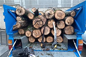 ۵ تن چوب جنگلی قاچاق در نور کشف شد