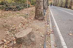 دستور بازدید مجدد از محوطه کاخ سعدآباد برای جلوگیری از قطع درختان