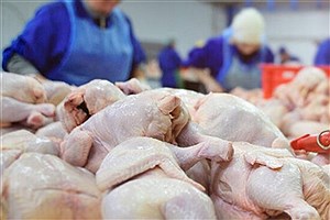 روزانه بالغ بر ۱۰۰۰ تن مرغ گرم خریداری و ذخیره می‌شود،