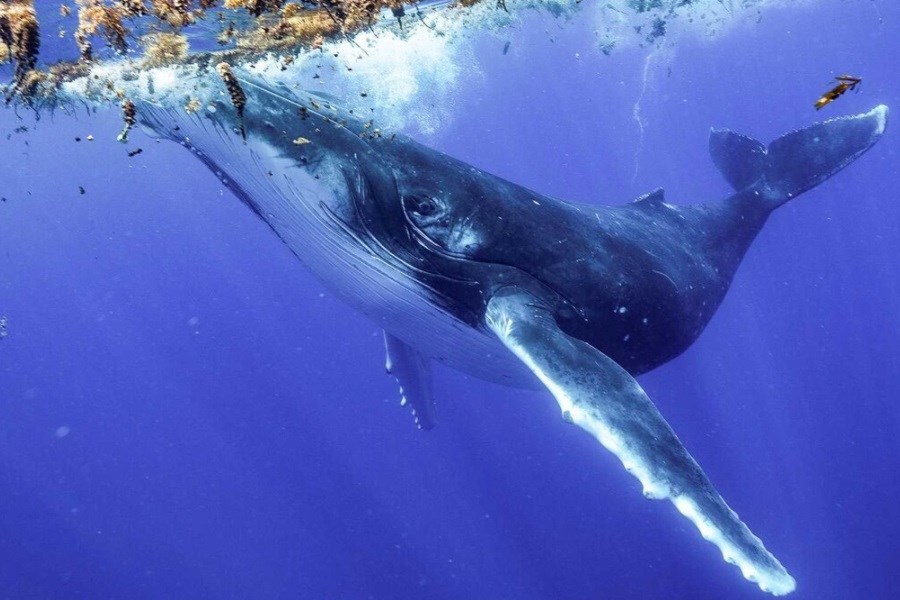 تصویر با نهنگ گوژپشت حرف بزنید!