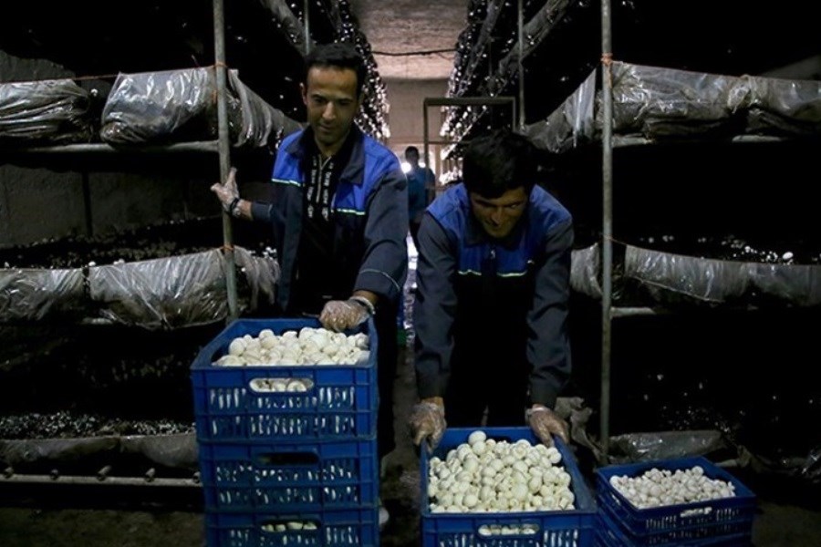 تصویر این استان رتبه سوم کشور در زمینه تولید قارچ خوراکی را دارد