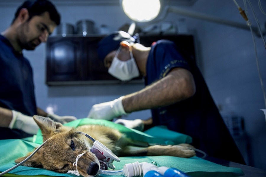 تصویر انجام ۲۴۳ عمل جراحی حیوانات در کلینیک دامپزشکی لوبو جزیره قشم