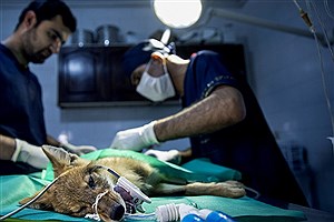 انجام ۲۴۳ عمل جراحی حیوانات در کلینیک دامپزشکی لوبو جزیره قشم